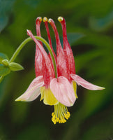 164 • “Wild Columbine/Side View” Fine Art Canvas
