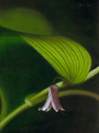 111 • “Southern Belle“ Fine Art Canvas