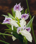 158 • “Showy Orchid” Fine Art Poster