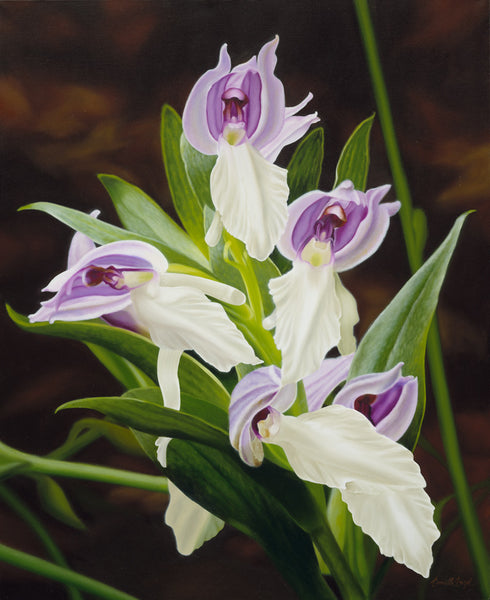 158 • “Showy Orchid” Fine Art Poster