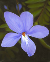 162 • “Birdsfoot Violet” Fine Art Canvas