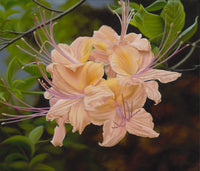 160 • “Wild Azalea” Fine Art Poster