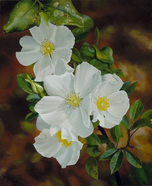 159 • “Cherokee Rose” Fine Art Canvas