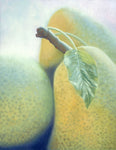 012 • “Three Pears” Fine Art Canvas