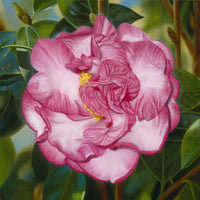 163 • “Dr. Nathan Camellia” Fine Art Poster