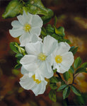 159 • “Cherokee Rose” Fine Art Poster