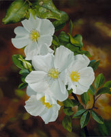 159 • “Cherokee Rose” Fine Art Poster
