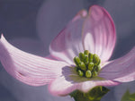 115 • “Devotion” (Dogwood Blossom) Fine Art Poster