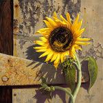 035 • “Sunflower at the Old Factory” Fine Art Canvas