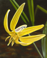 161 • “Trout Lily” Fine Art Canvas