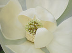 155 • “Magnolia Grandiflora” Fine Art Canvas
