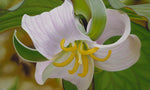 157 • “Catesbys Trillium” Fine Art Canvas